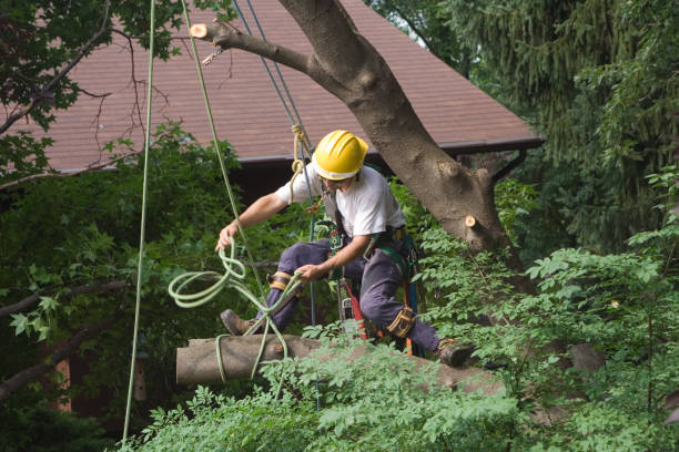 Best Tree Risk Assessment  in Ashland, OH